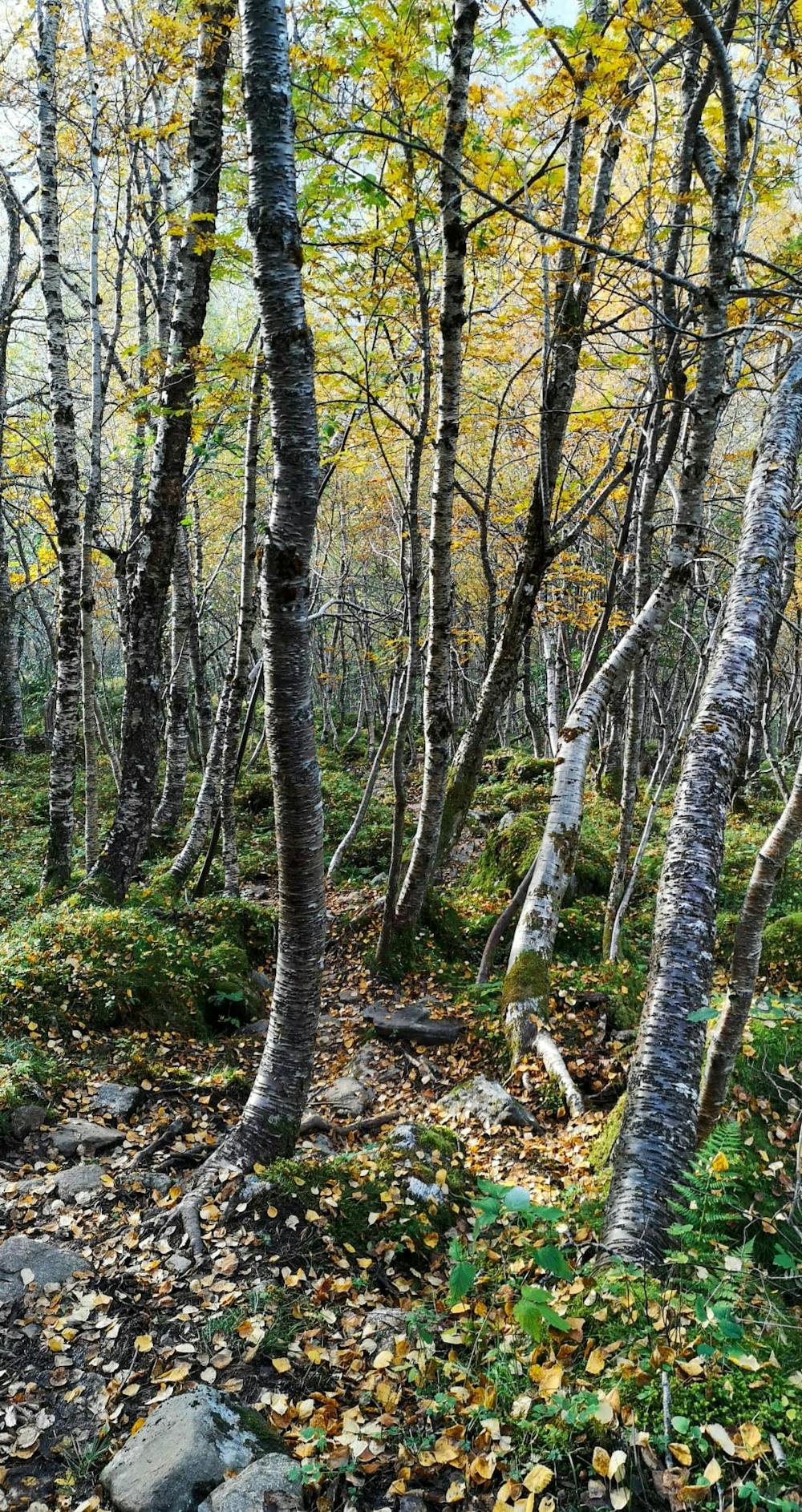 Birch forest, Klokk