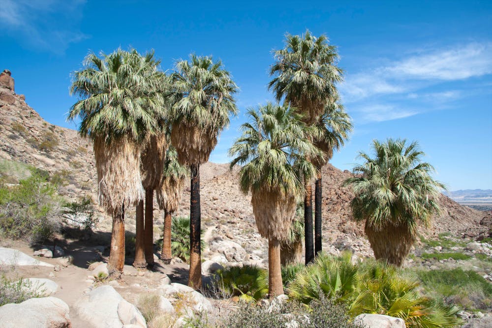 Fortynine Palms Oasis