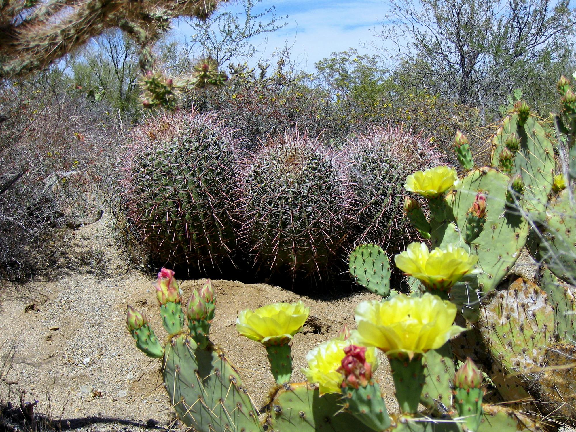 Saguaro National Park Rincon Mountain District