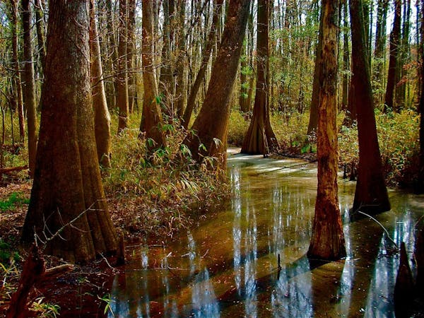 Beneath the Giants: Best Hikes in Congaree National Park