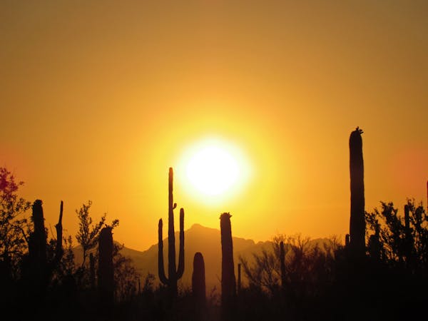 Desert Splendor: Best Hikes in Saguaro National Park