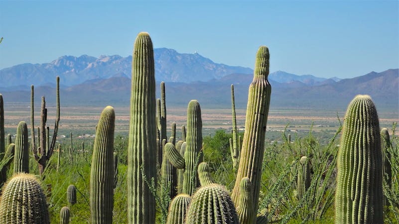 Stop and Smell the Cactus Flowers: Easy Hikes in Saguaro NP West