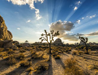 Escape to Nature: Top Hikes in Joshua Tree NP